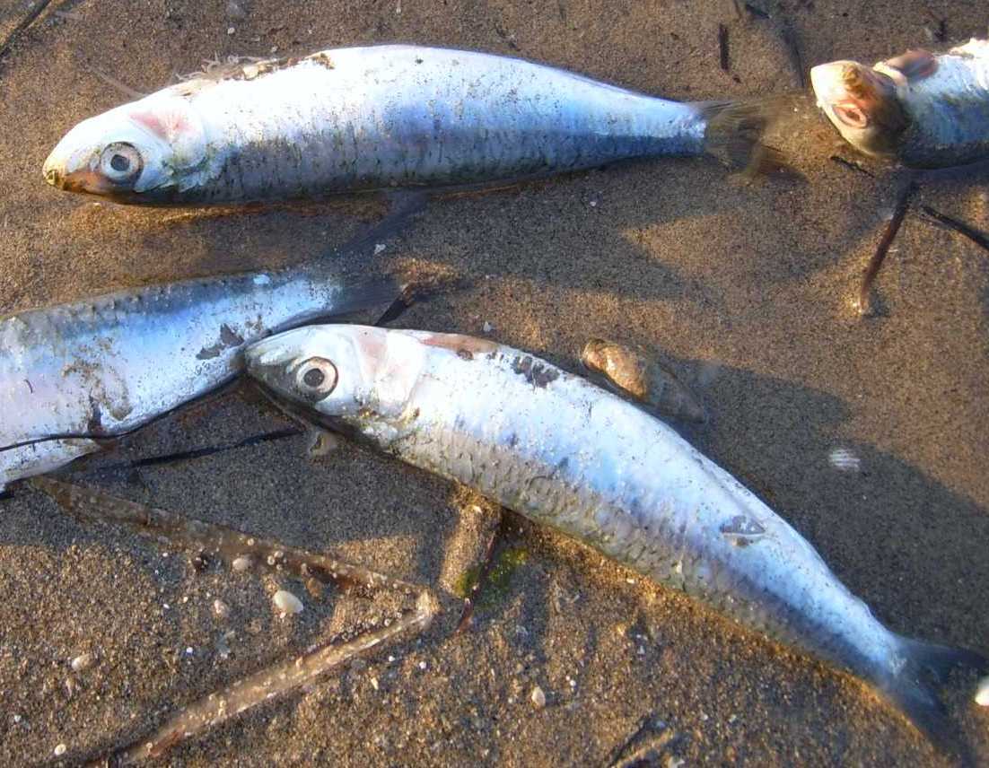 Sardina cf. pilchardus (spiaggiamento)